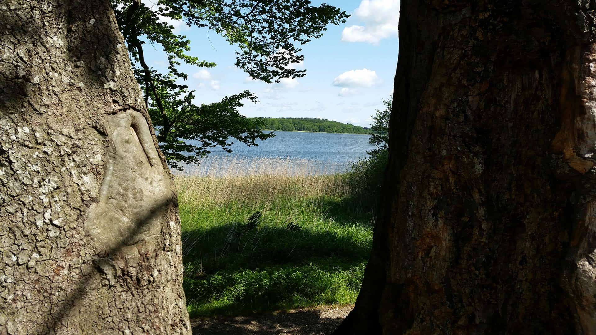 Billede af en sø med træer 