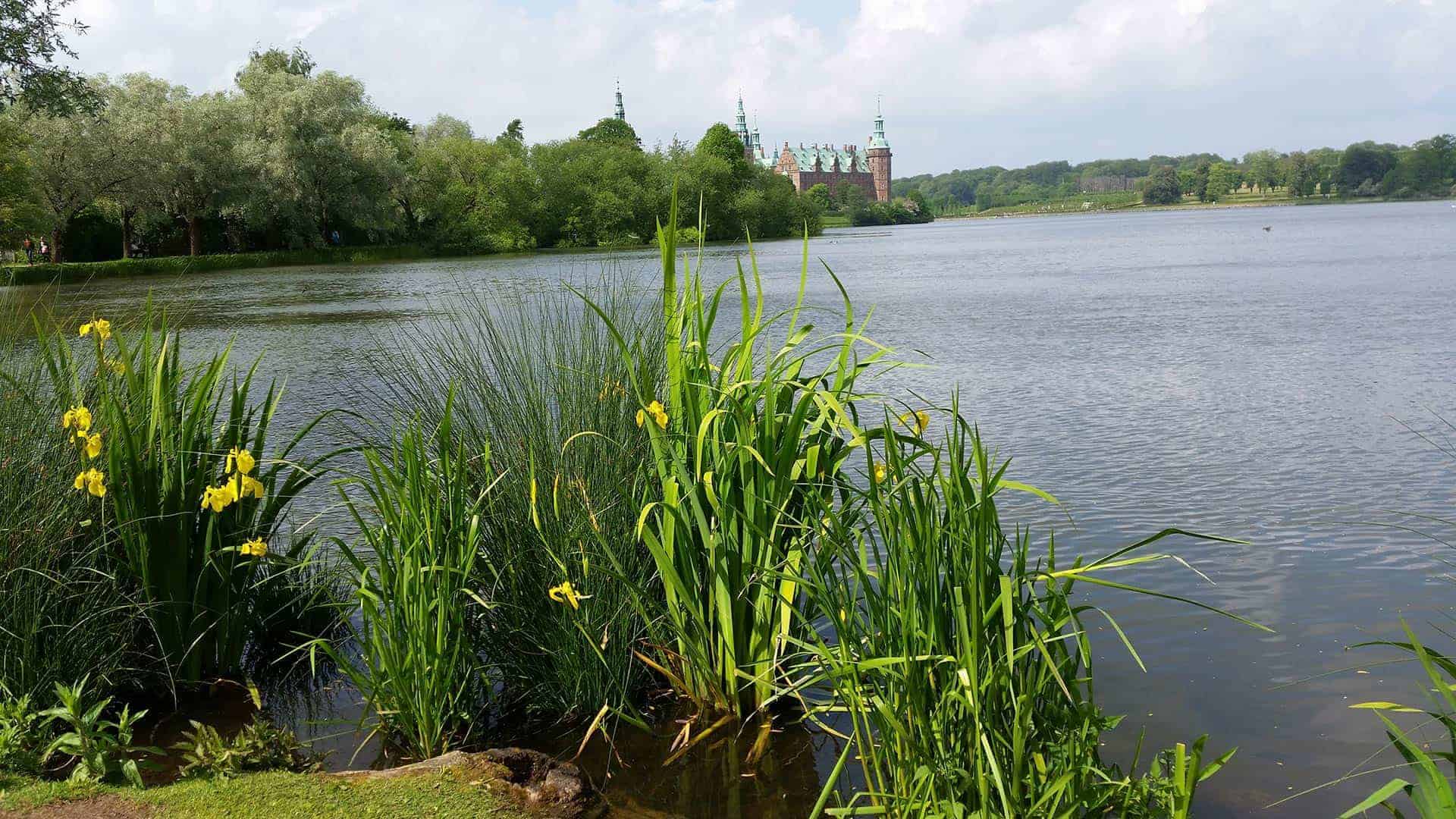 Gule sværdliljer ved Slotssøen med Frederiksborg Slot i baggrunden